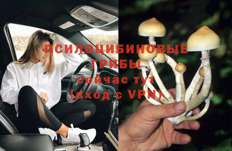 Псилоцибиновые грибы Magic Shrooms  Ершов 